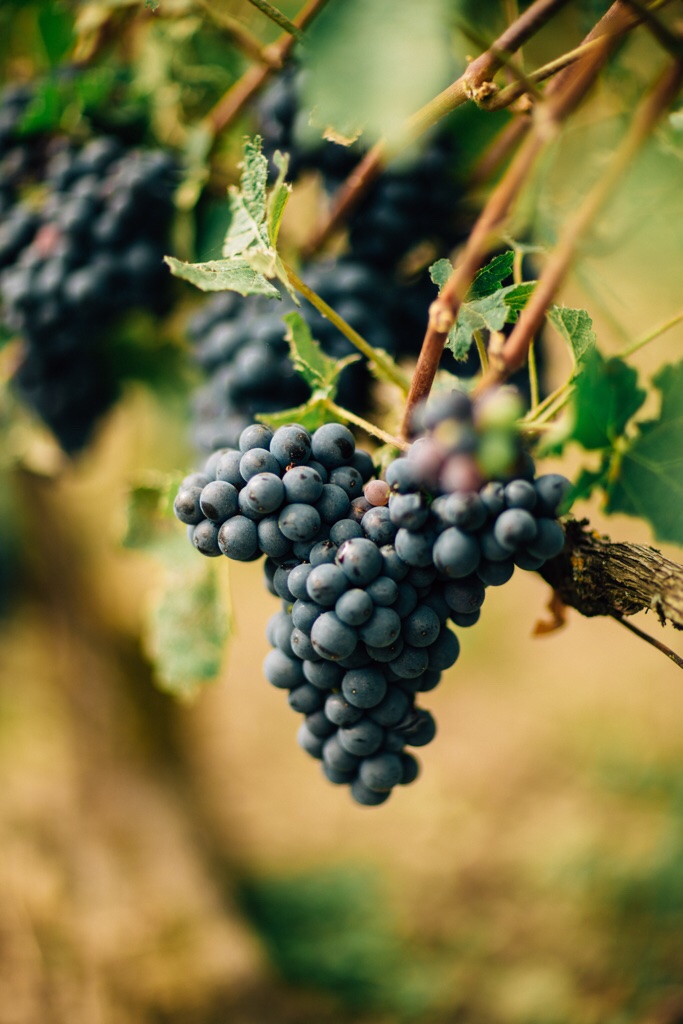 ワイン PALMES d'OR Palmes d'Or Rosé